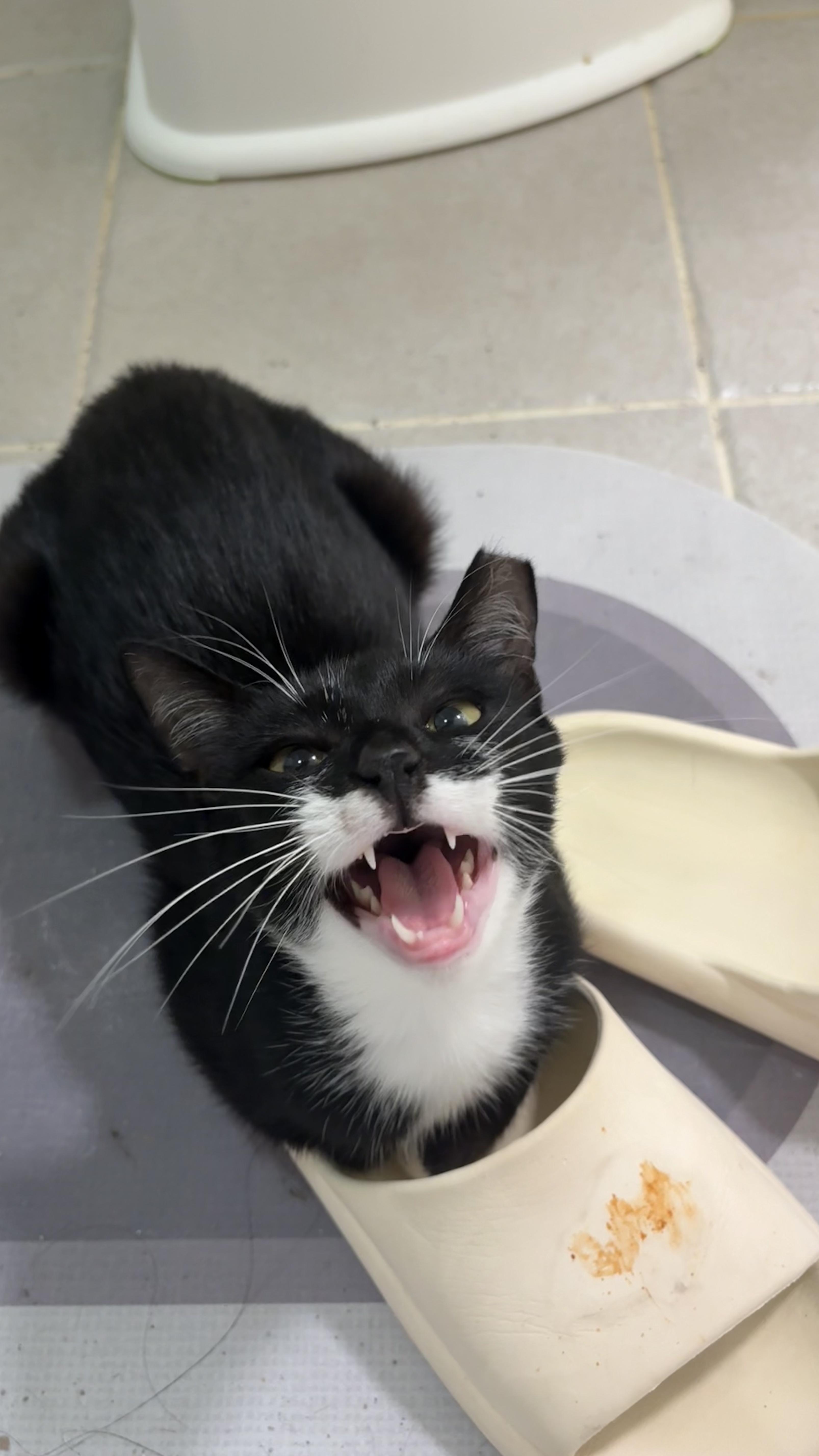Enlarge Marsha, a Adoptable Tuxedo in Columbus, OH image 6/6
