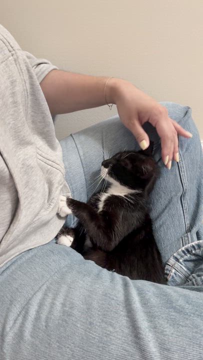 Enlarge Marsha, a Adoptable Tuxedo in Columbus, OH video 4/6