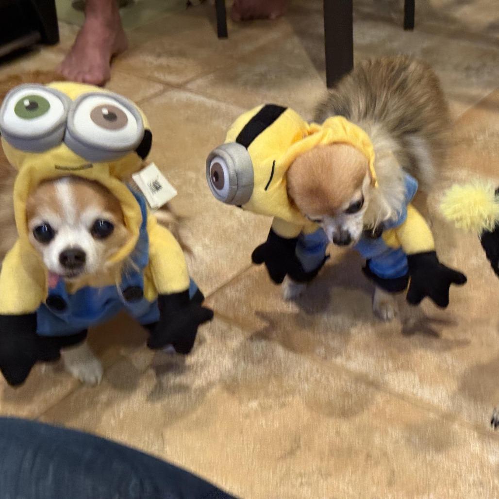 Rocco and Rudy, Adoptable, Senior Male Chihuahua.