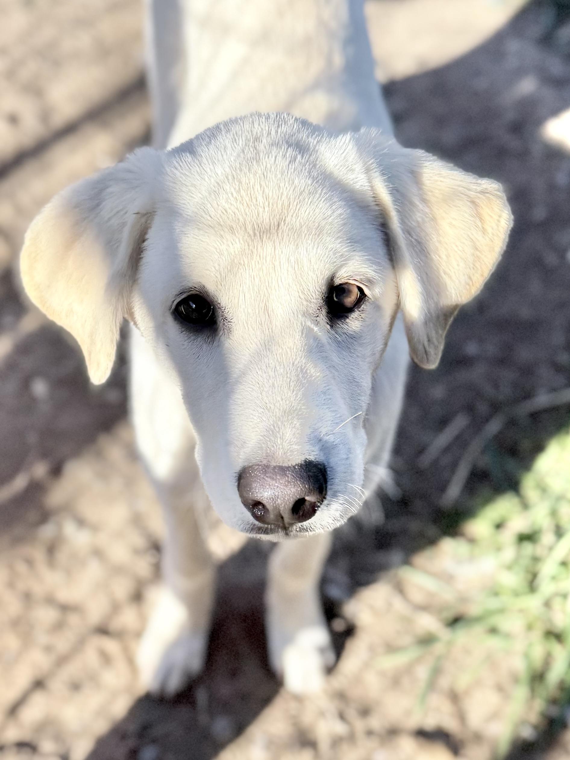 Kate, Adoptable, Puppy Female Yellow Labrador Retriever.