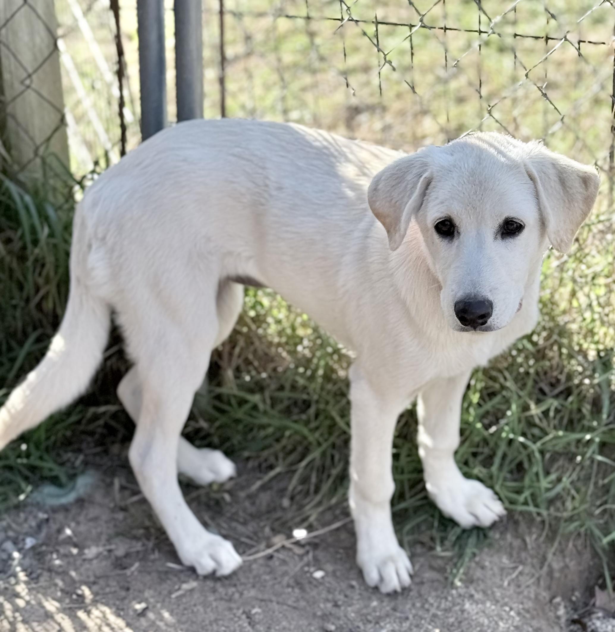 Enlarge Kate, a Adoptable Yellow Labrador Retriever in South Saint Paul, MN image 2/2