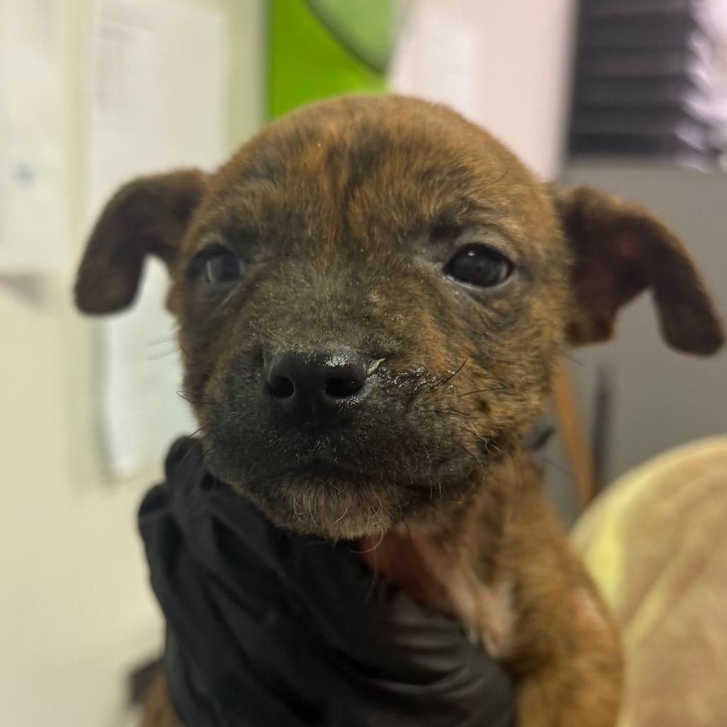 Billy, Adoptable, Puppy Male Mixed Breed.