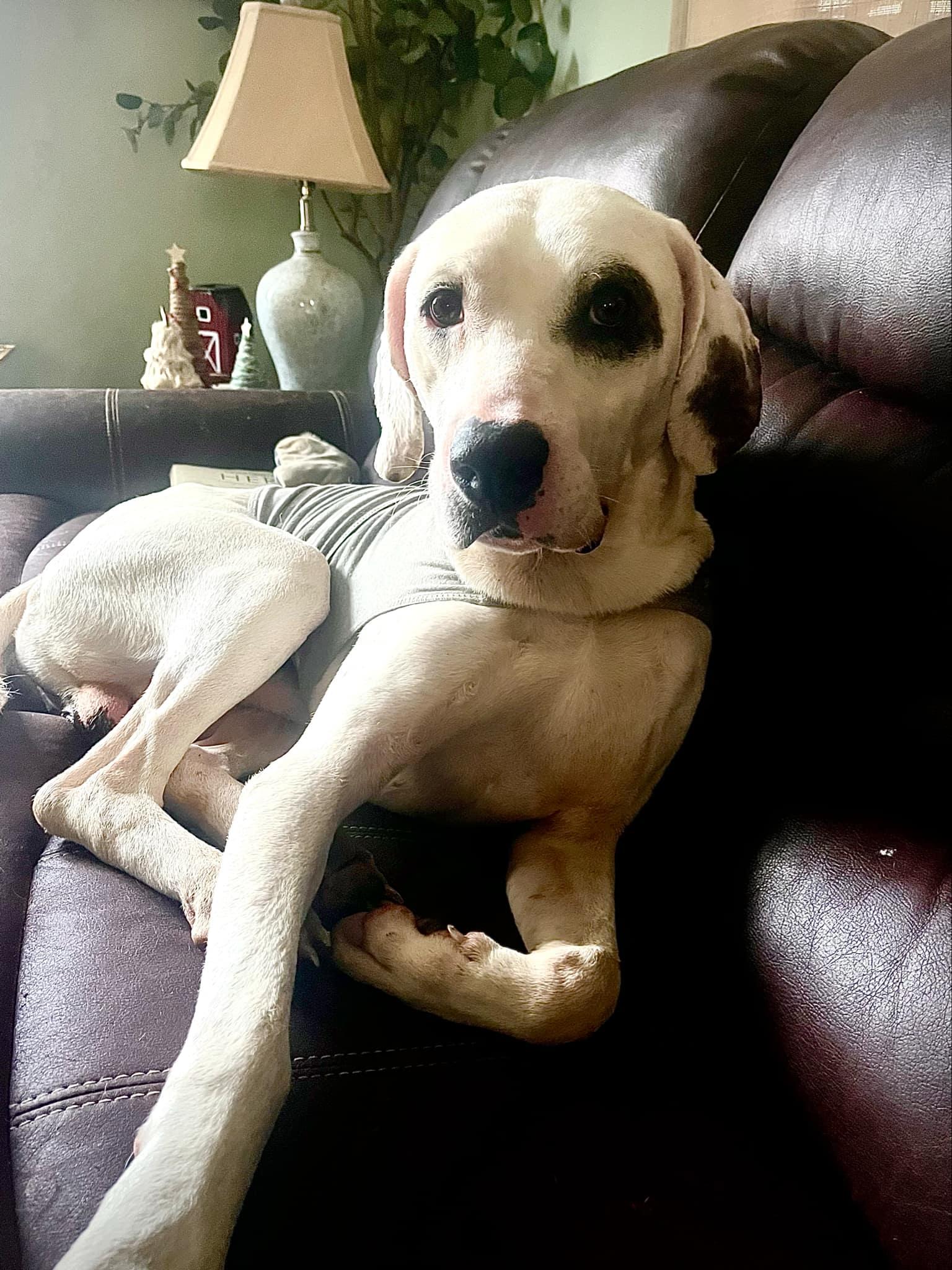 Spanky, Adoptable, Adult Male Mixed Breed.