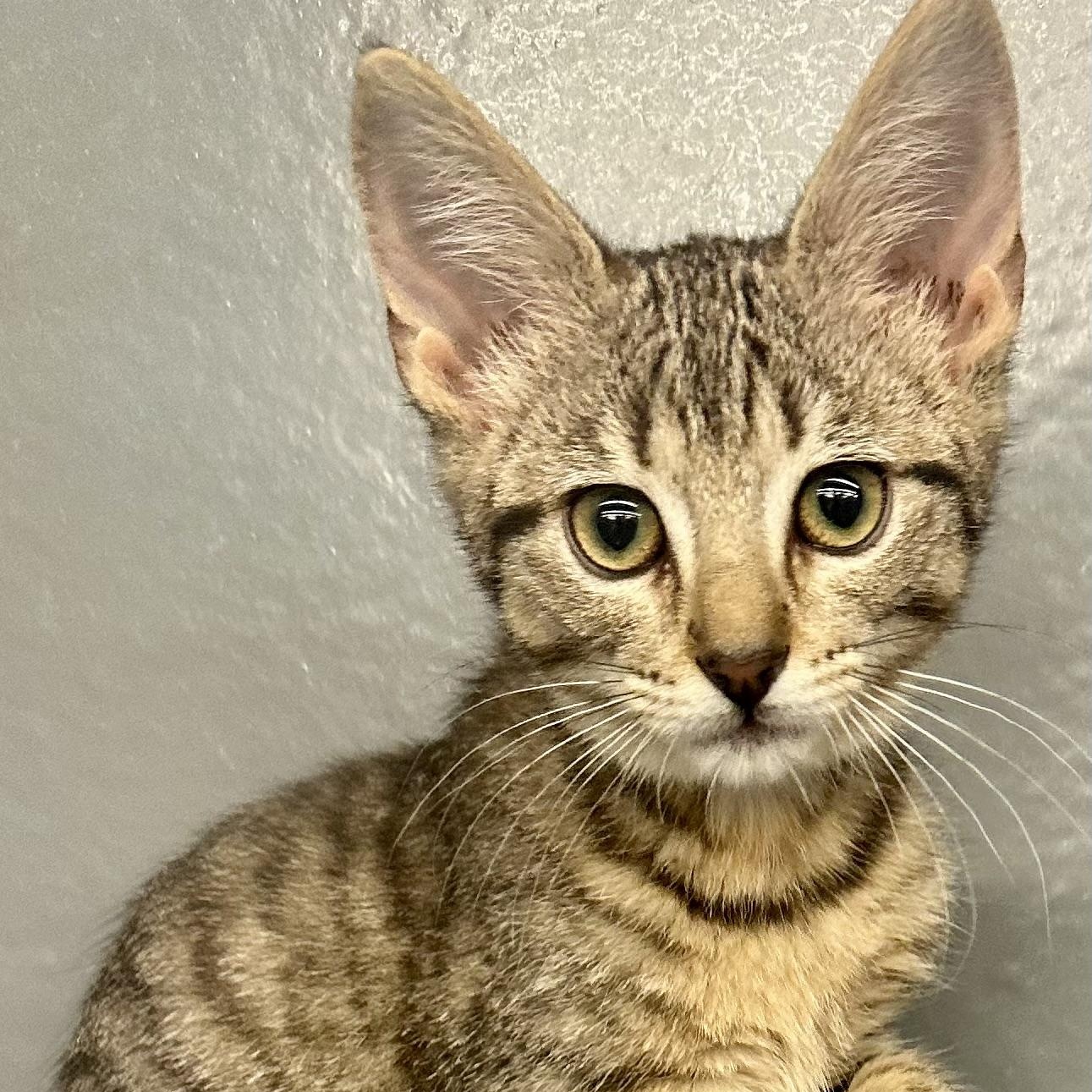 Enlarge Marlin, an adopted Domestic Short Hair in Beaufort, SC image 3/6