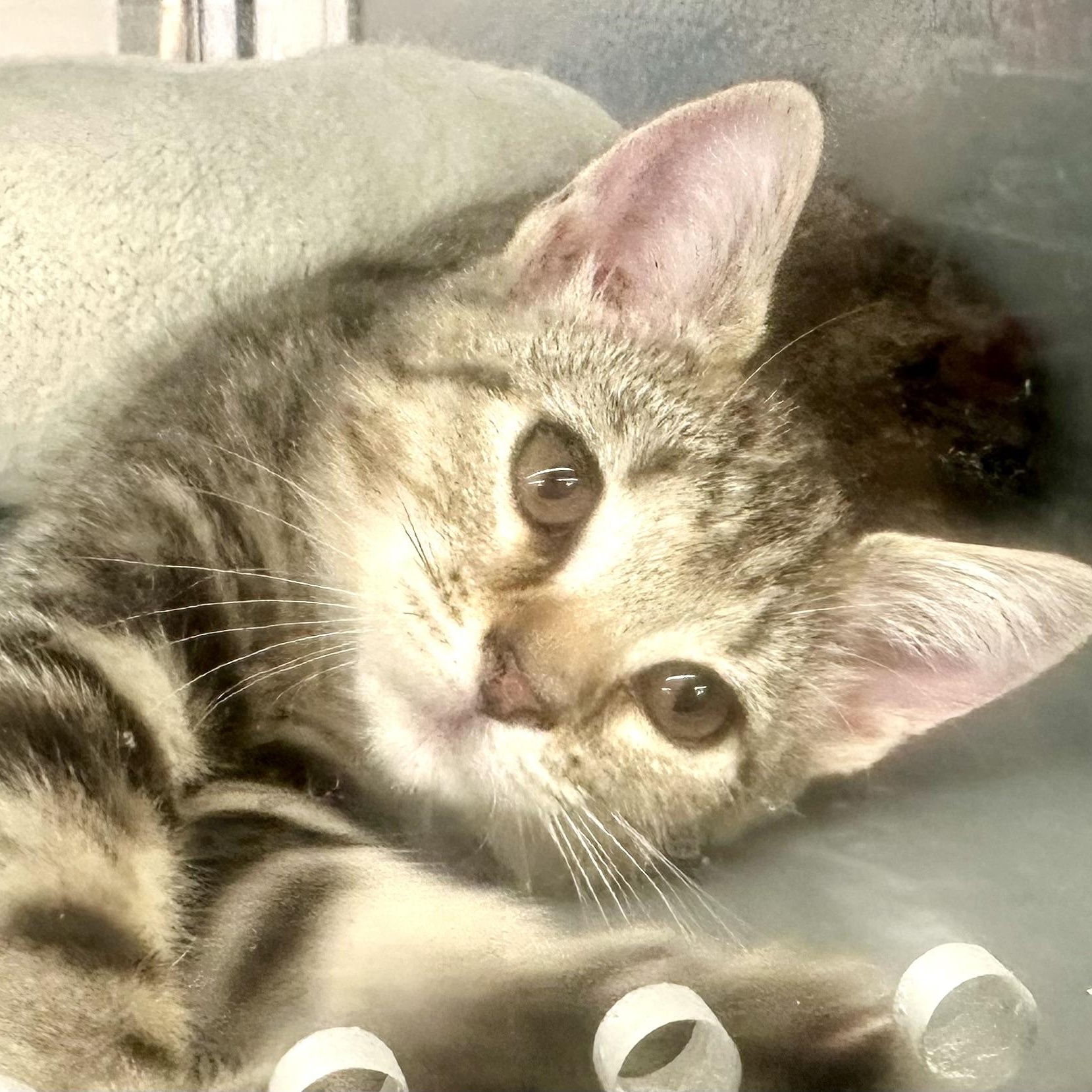 Enlarge Marlin, an adopted Domestic Short Hair in Beaufort, SC image 2/6