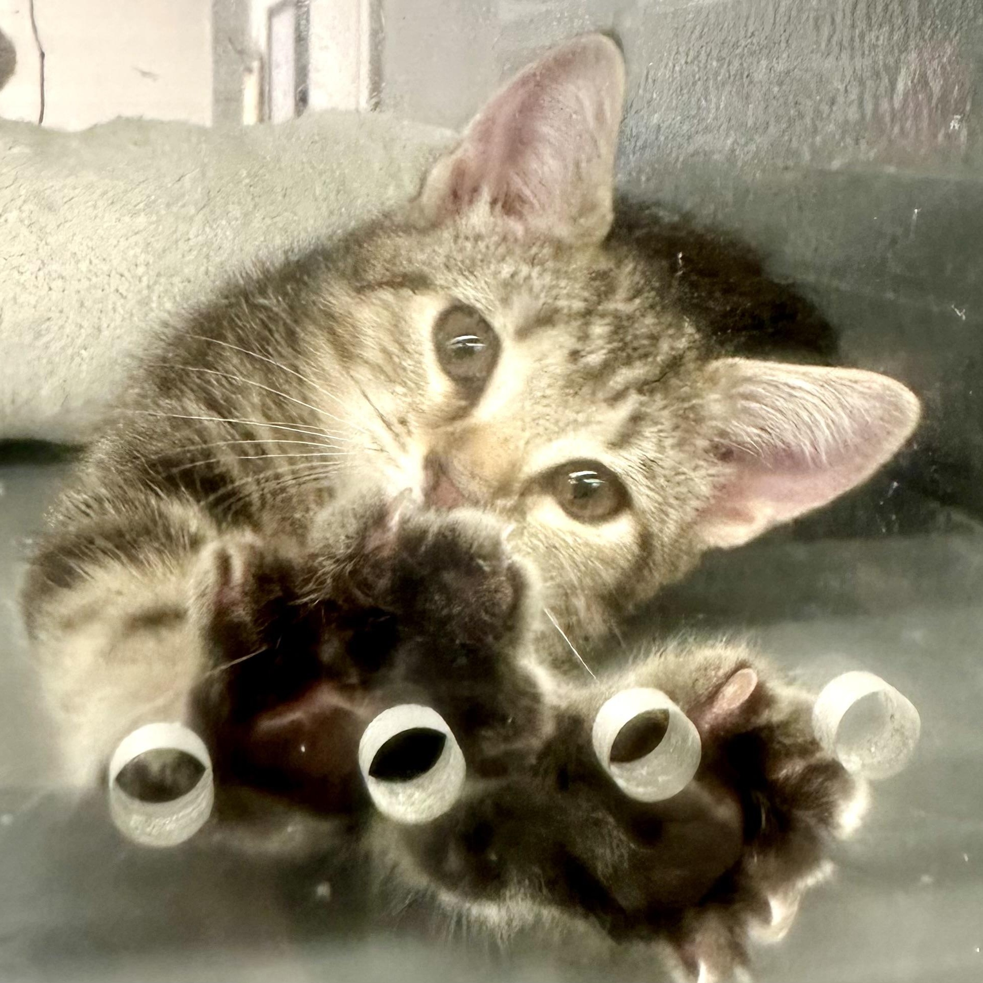 Enlarge Marlin, an adopted Domestic Short Hair in Beaufort, SC image 5/6