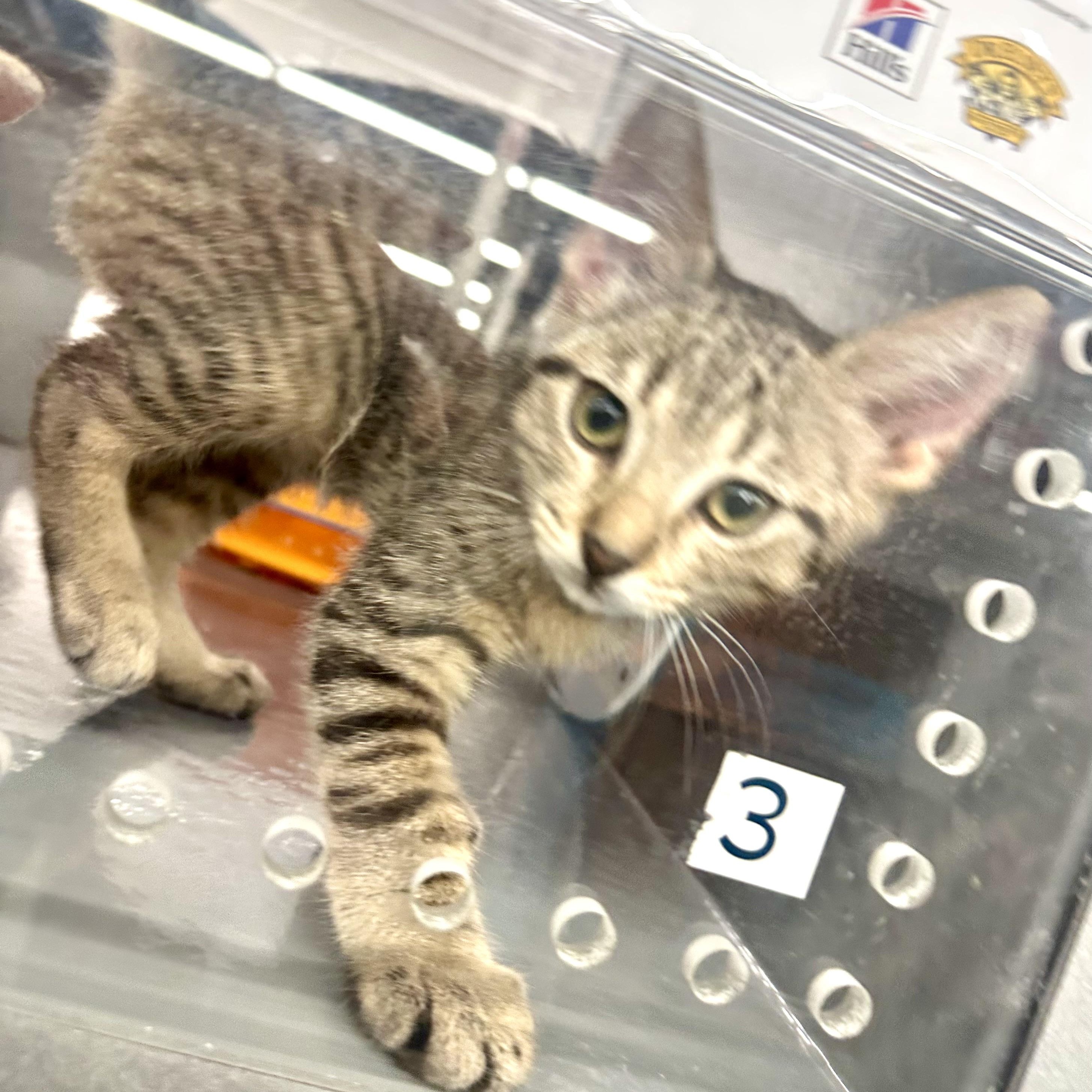 Enlarge Marlin, an adopted Domestic Short Hair in Beaufort, SC image 6/6