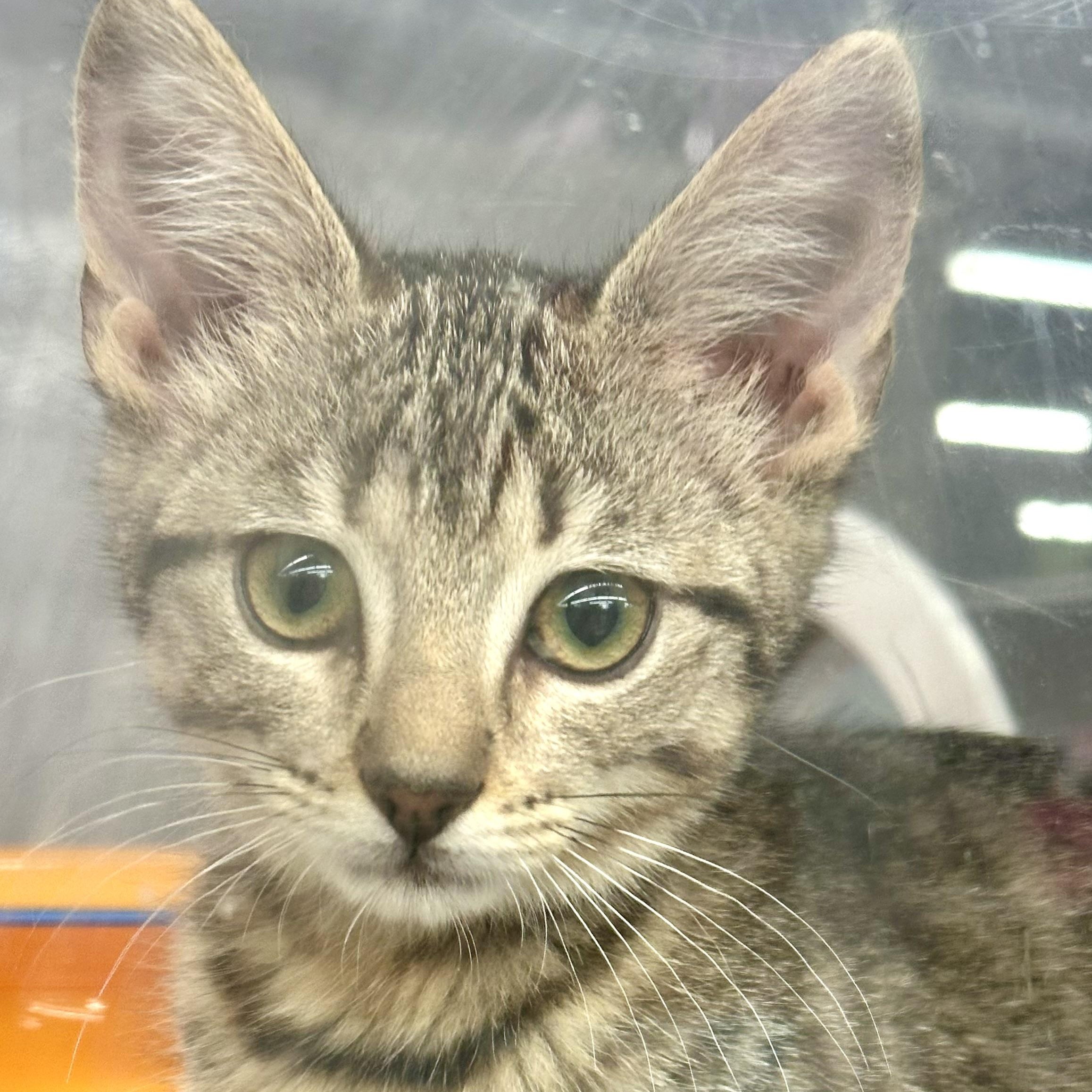 Enlarge Marlin, an adopted Domestic Short Hair in Beaufort, SC image 1/6