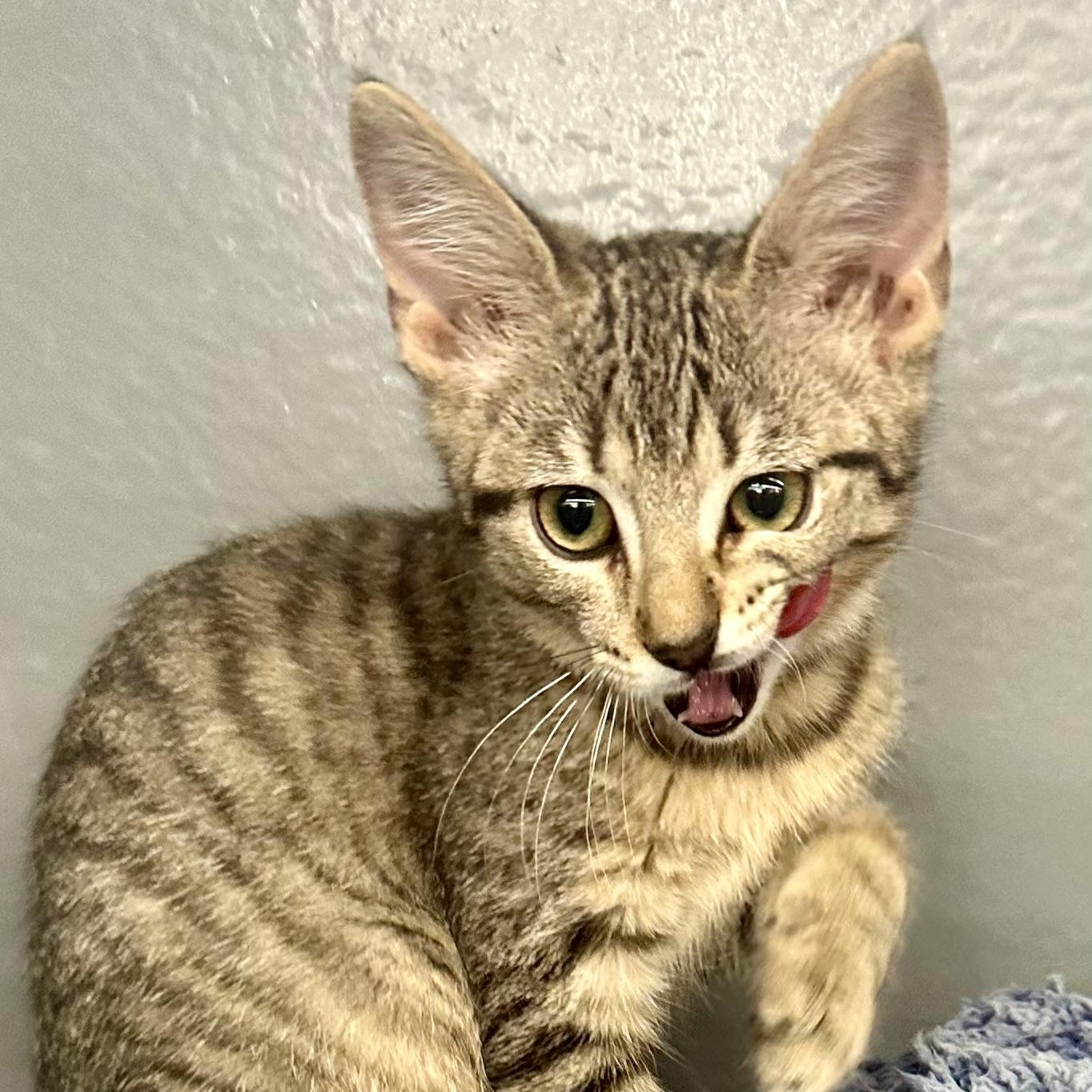 Enlarge Marlin, an adopted Domestic Short Hair in Beaufort, SC image 4/6