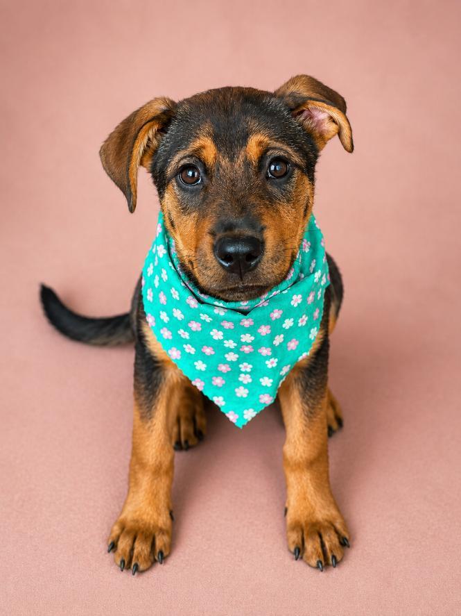 Enlarge Joplin, an adopted mixed breed in Phenix City, AL image 1/1