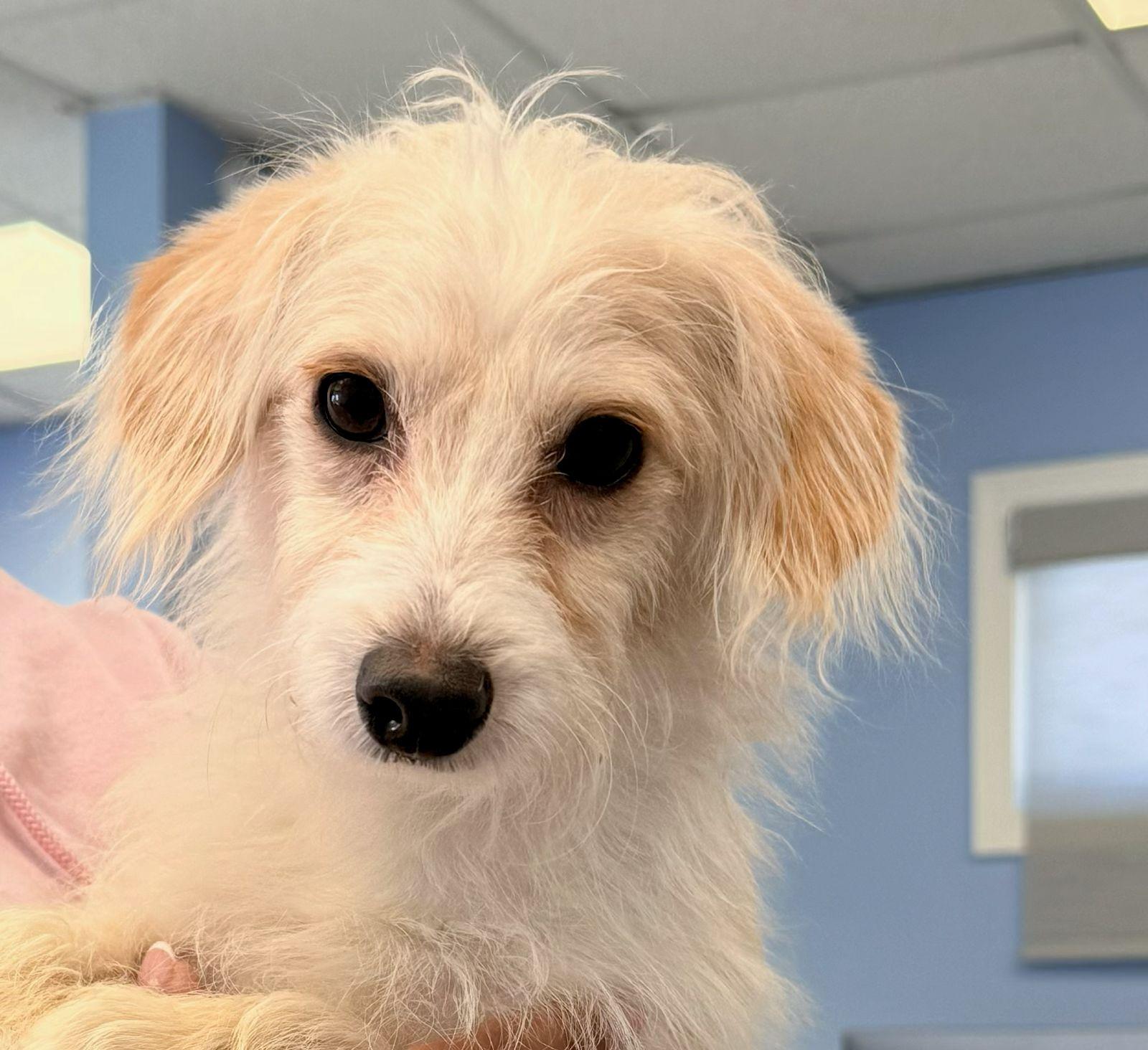 Kenny, Adopted, Puppy Male Terrier.