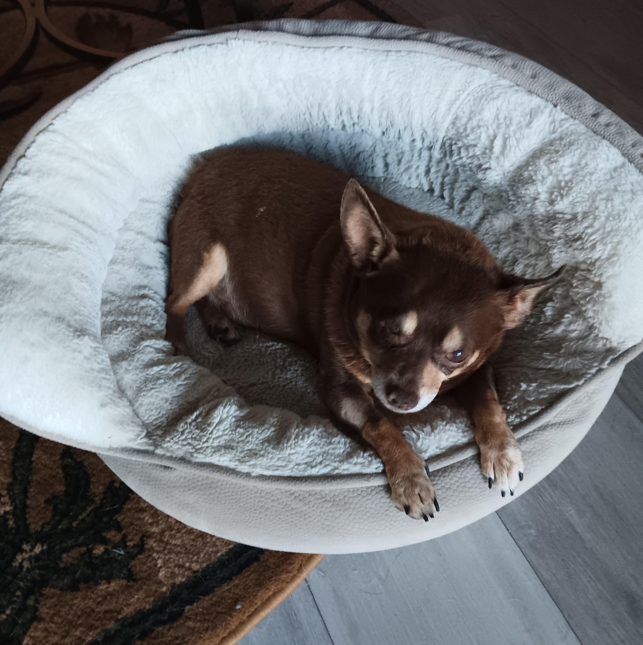 Enlarge Chocolate, a Adoptable Chihuahua in Palm Coast, FL image 3/4