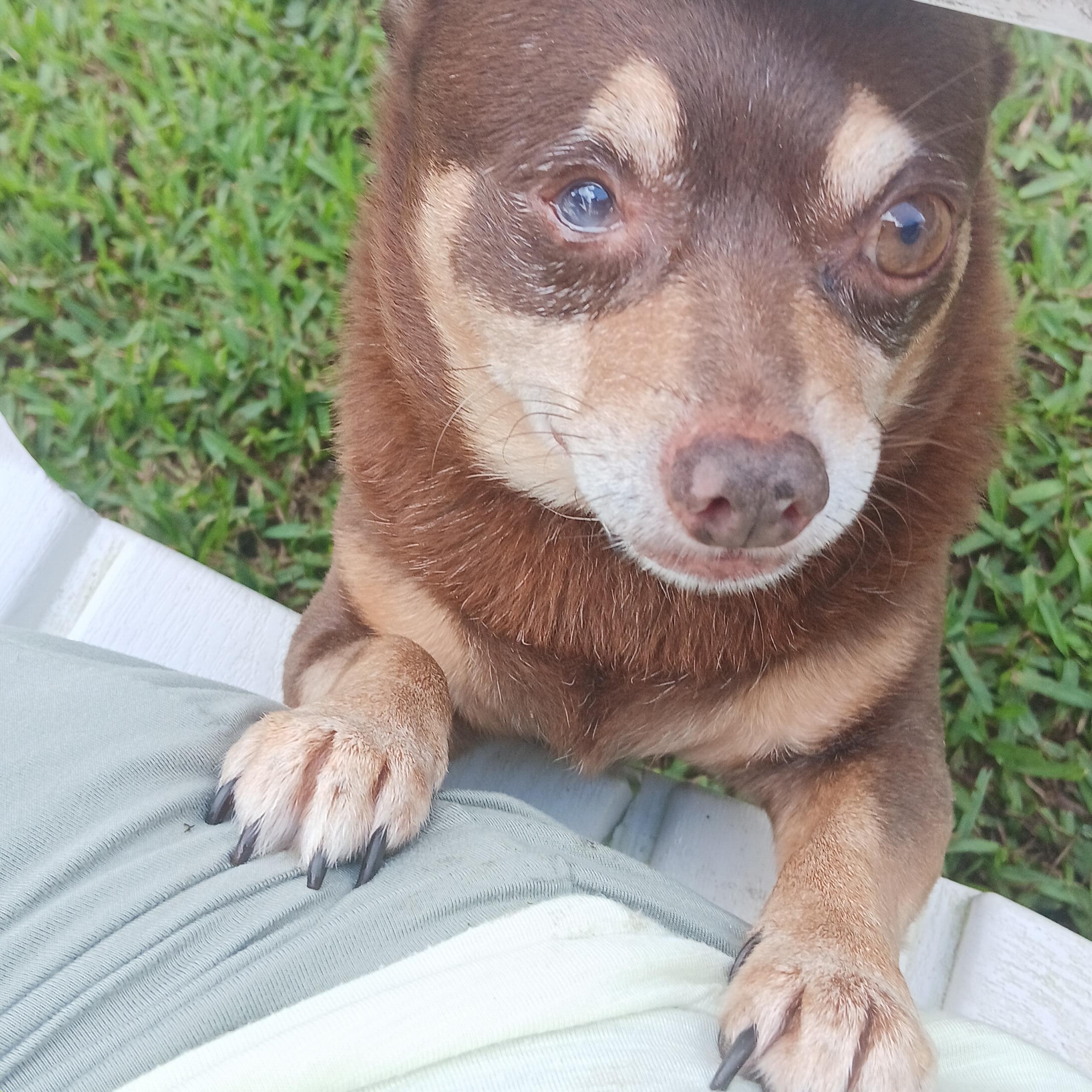 Enlarge Chocolate, a Adoptable Chihuahua in Palm Coast, FL image 4/4
