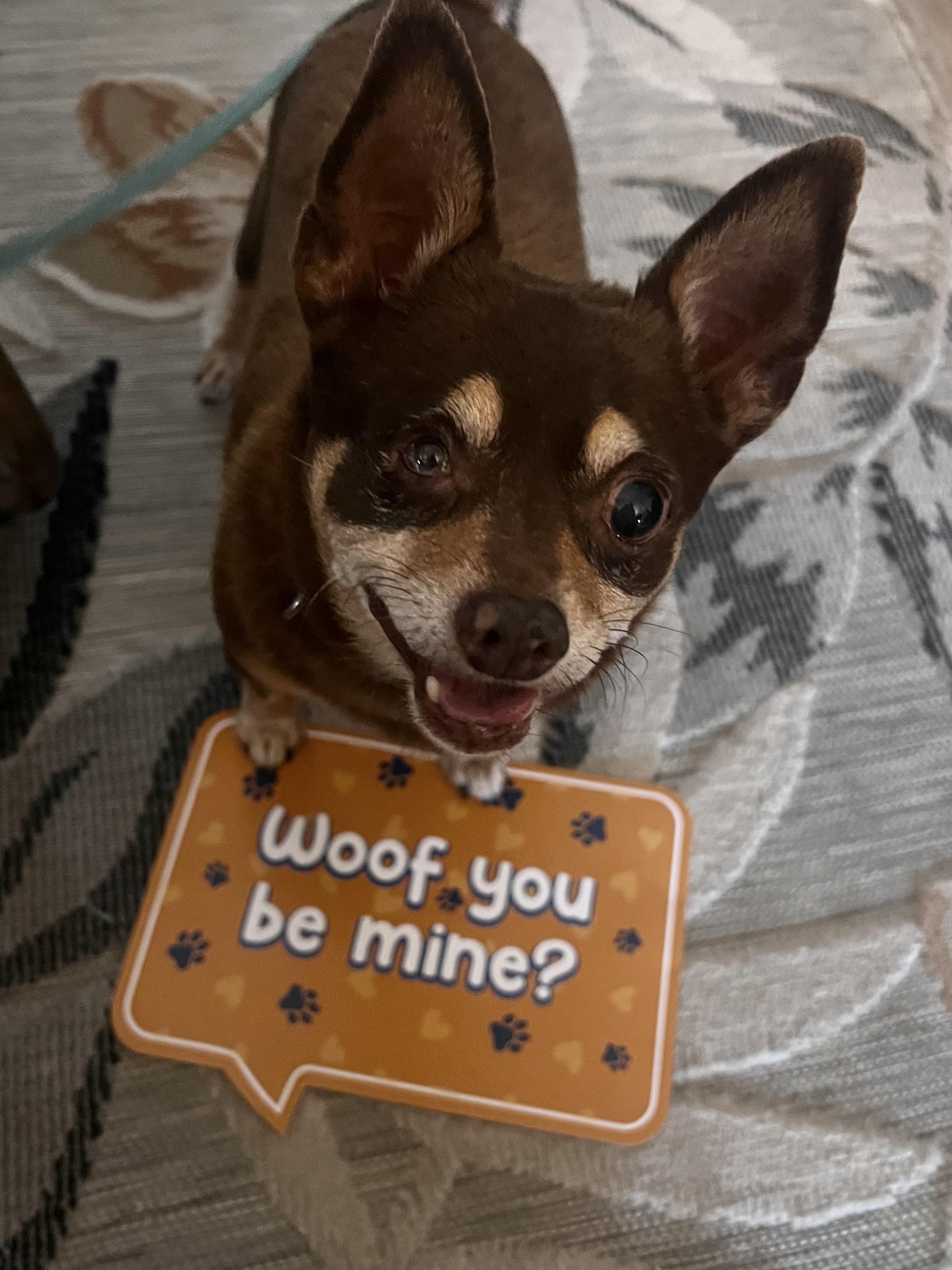 Chocolate, Adoptable, Senior Male Chihuahua.