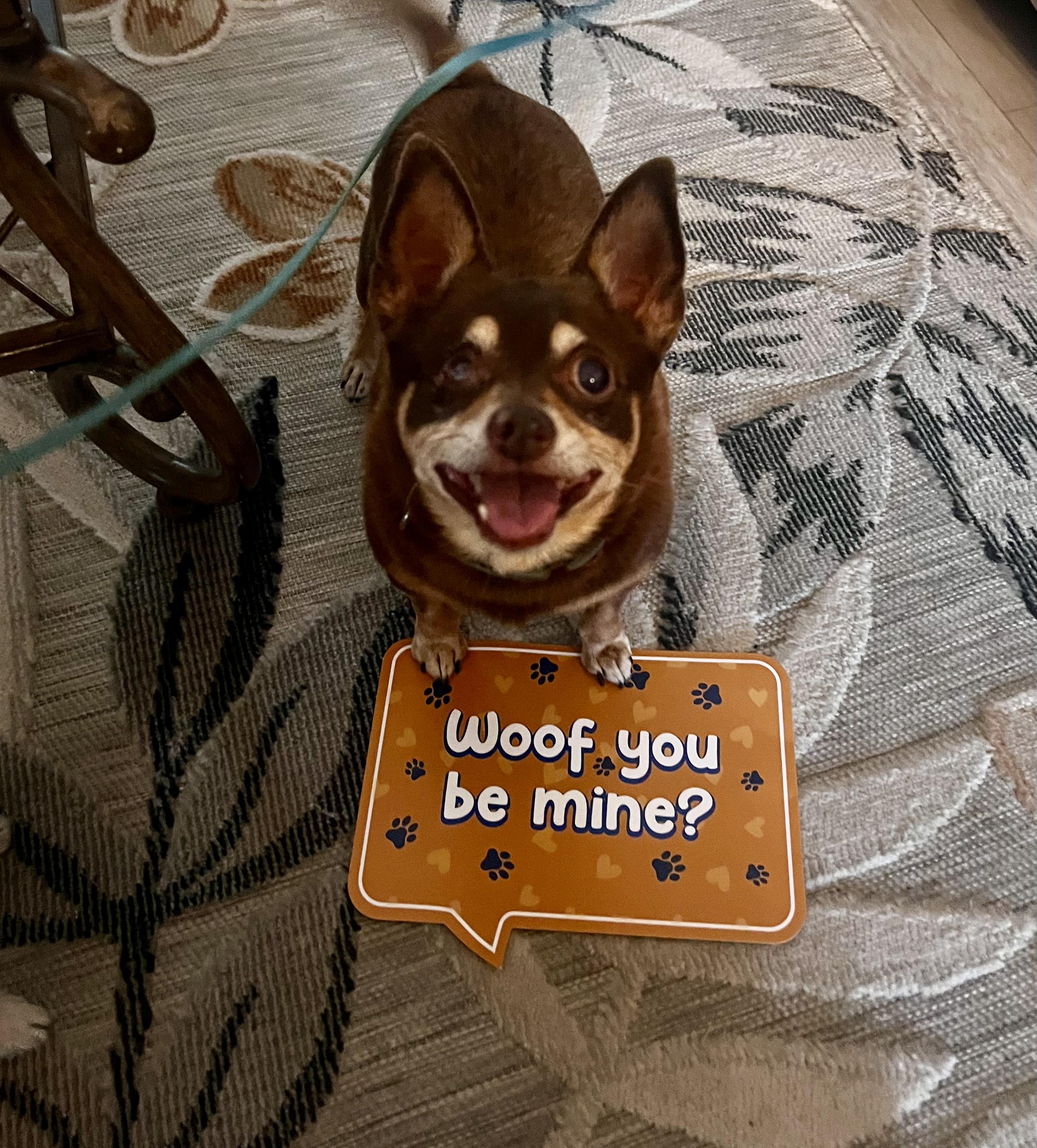 Enlarge Chocolate, a Adoptable Chihuahua in Palm Coast, FL image 2/4