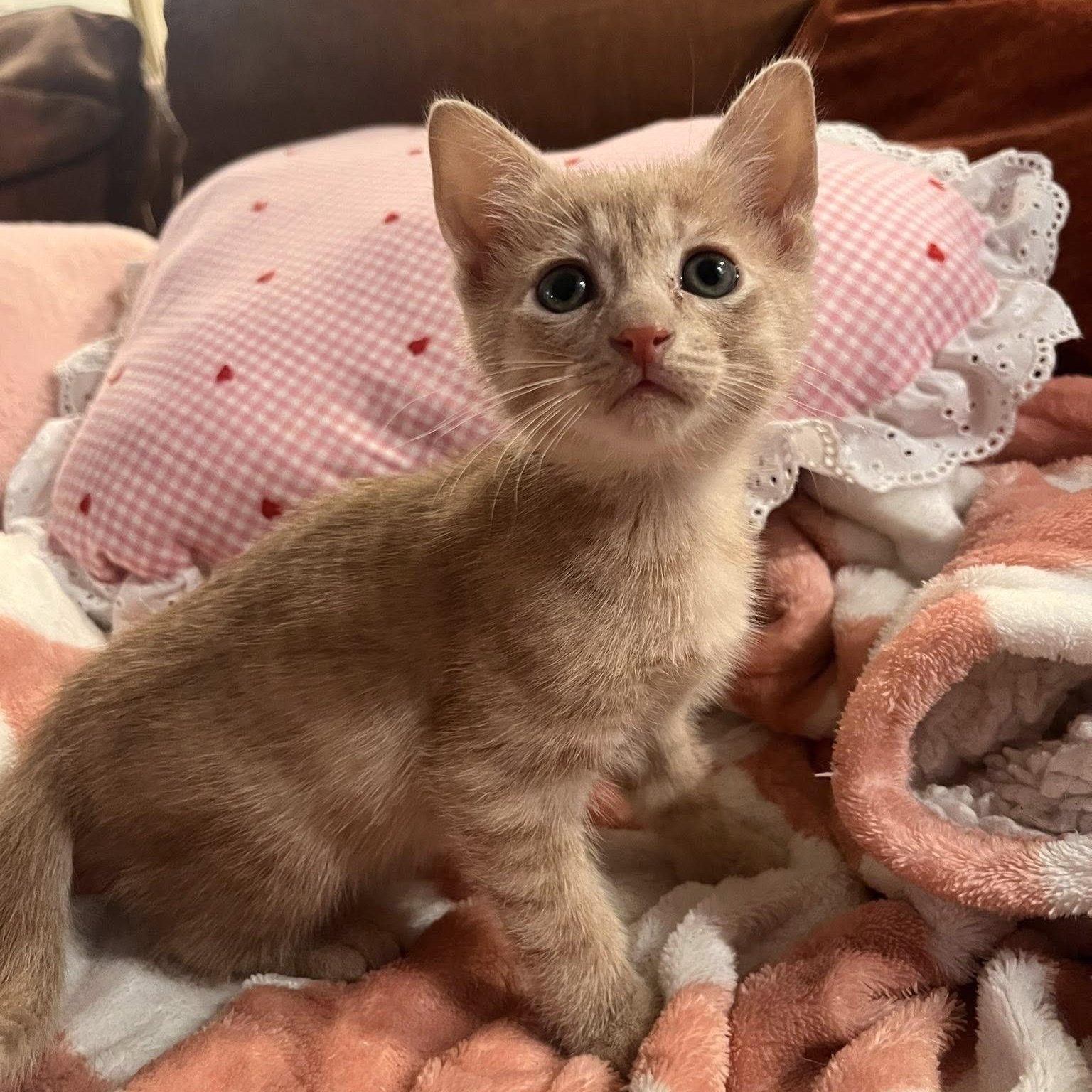 Ember, adopted, Kitten Male Tabby.