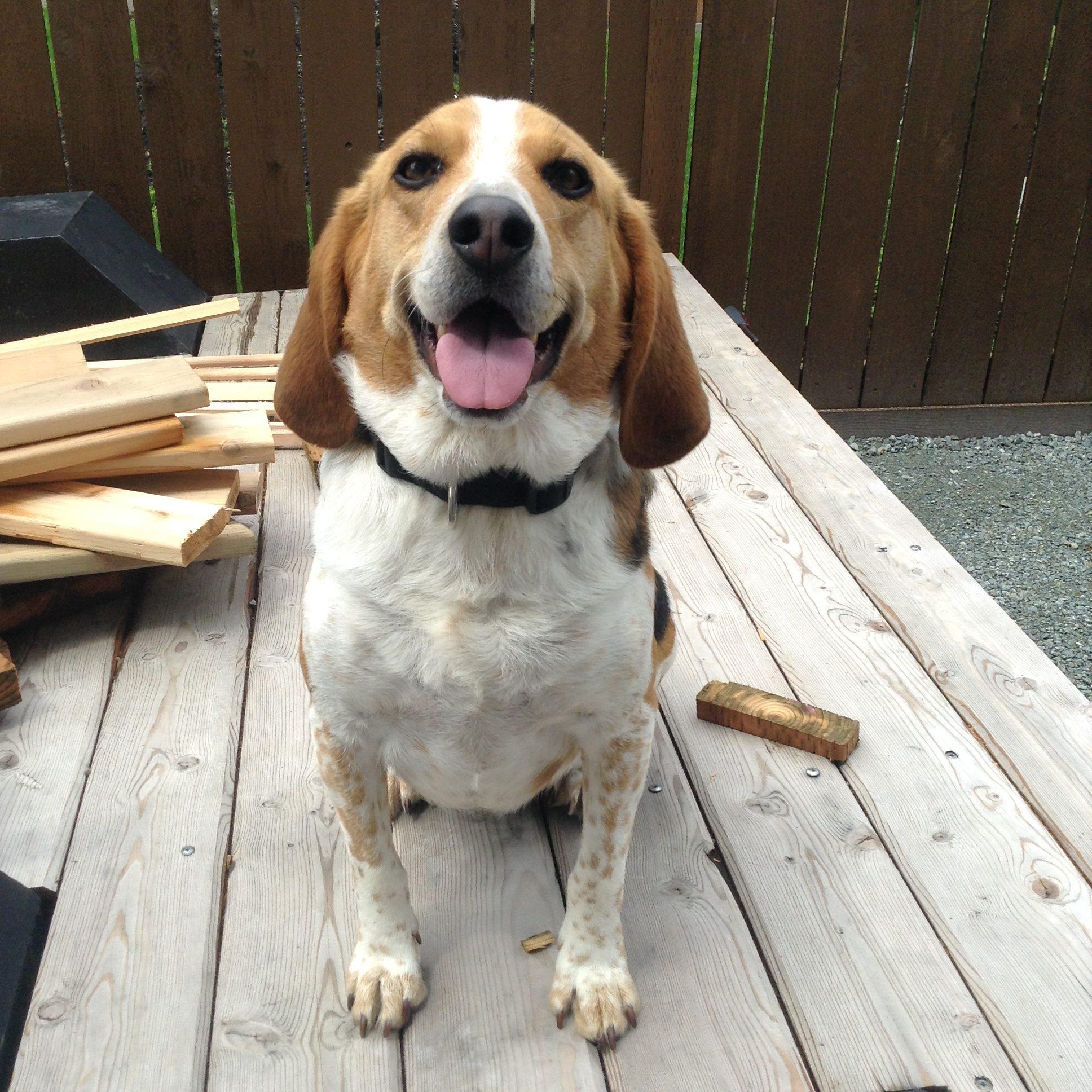Benji, Adoptable, Senior Male Beagle.