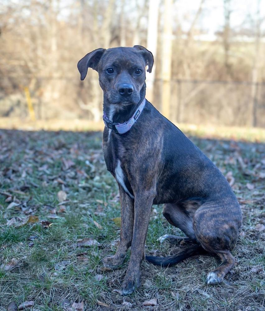 Stella Ann (Mabel), Adoptable, Young Female Boxer & Beagle.