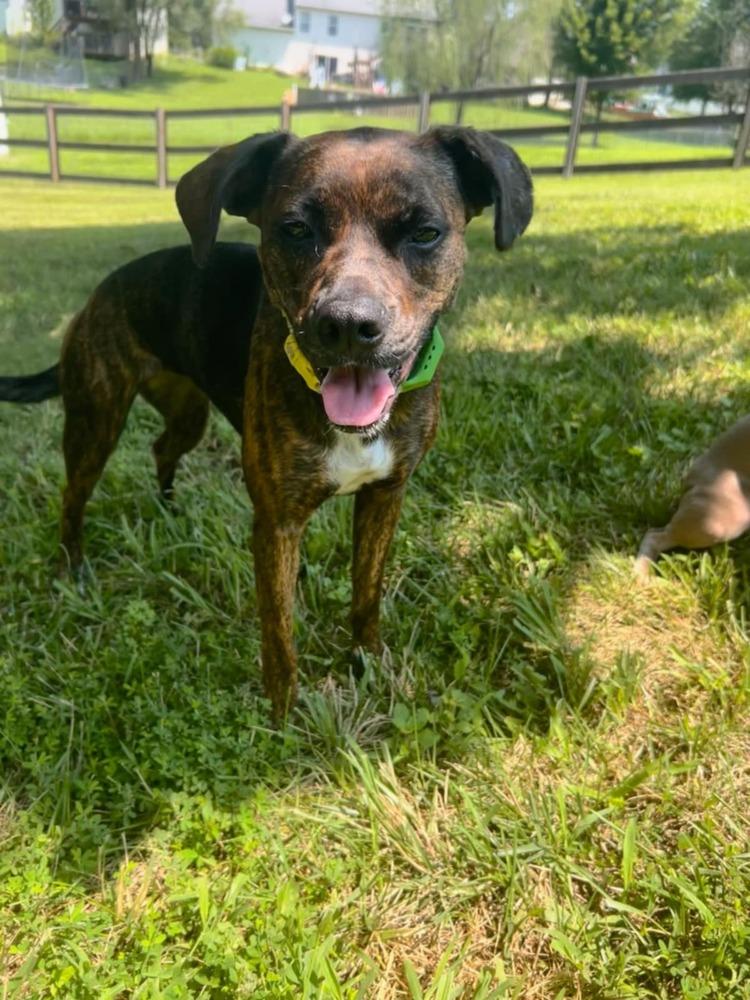 Enlarge Stella Ann (Mabel), a Adoptable mixed breed in Aurora, IN image 1/6