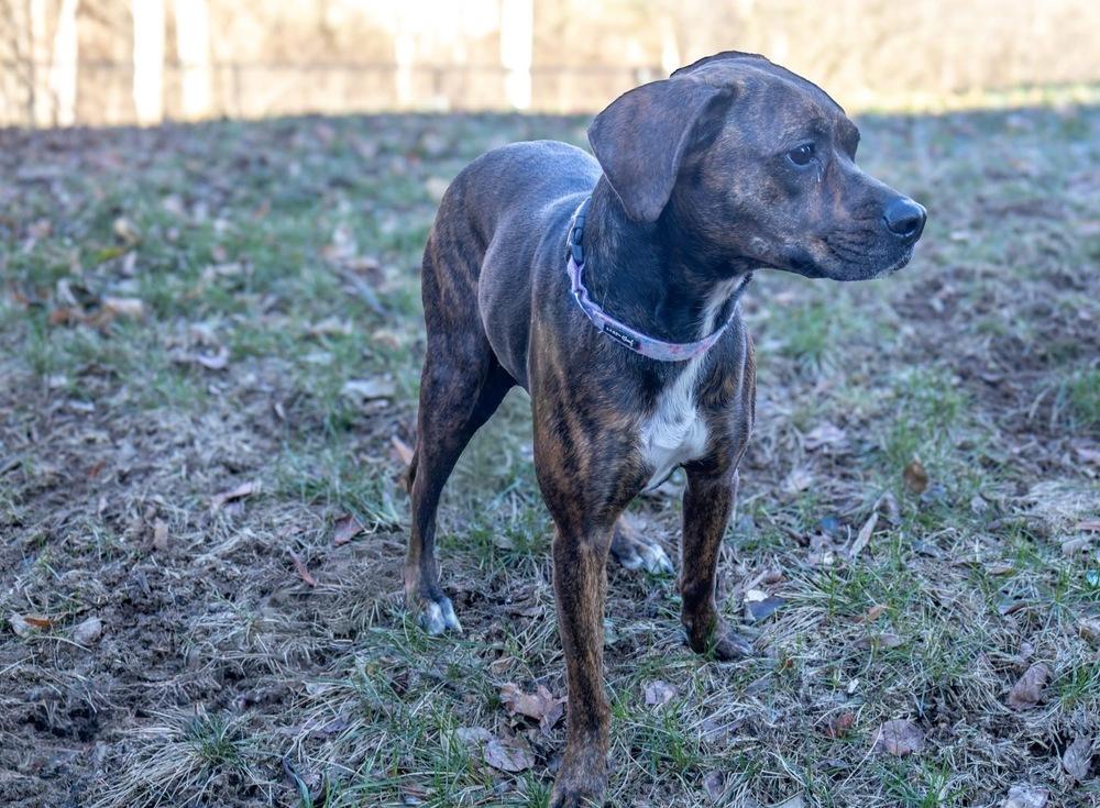 Enlarge Stella Ann (Mabel), a Adoptable mixed breed in Aurora, IN image 3/6