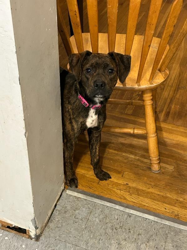 Enlarge Stella Ann (Mabel), a Adoptable mixed breed in Aurora, IN image 2/6