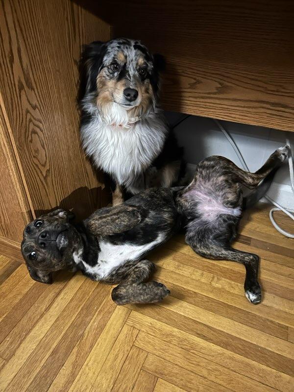 Enlarge Stella Ann (Mabel), a Adoptable mixed breed in Aurora, IN image 3/6