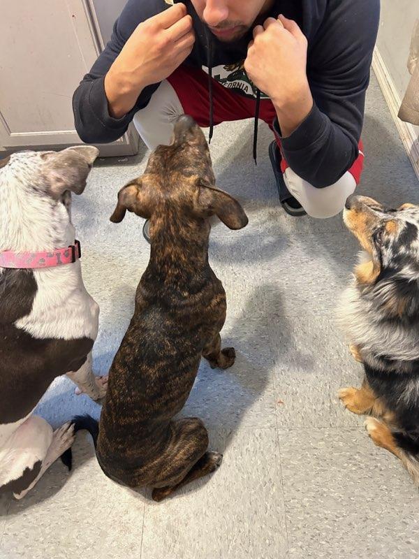 Enlarge Stella Ann (Mabel), a Adoptable mixed breed in Aurora, IN image 4/6