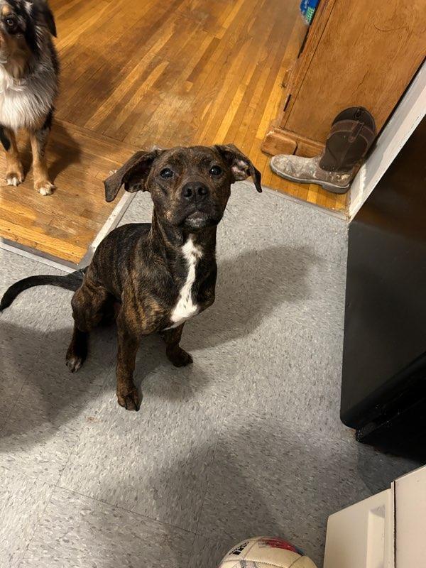 Enlarge Stella Ann (Mabel), a Adoptable mixed breed in Aurora, IN image 5/6