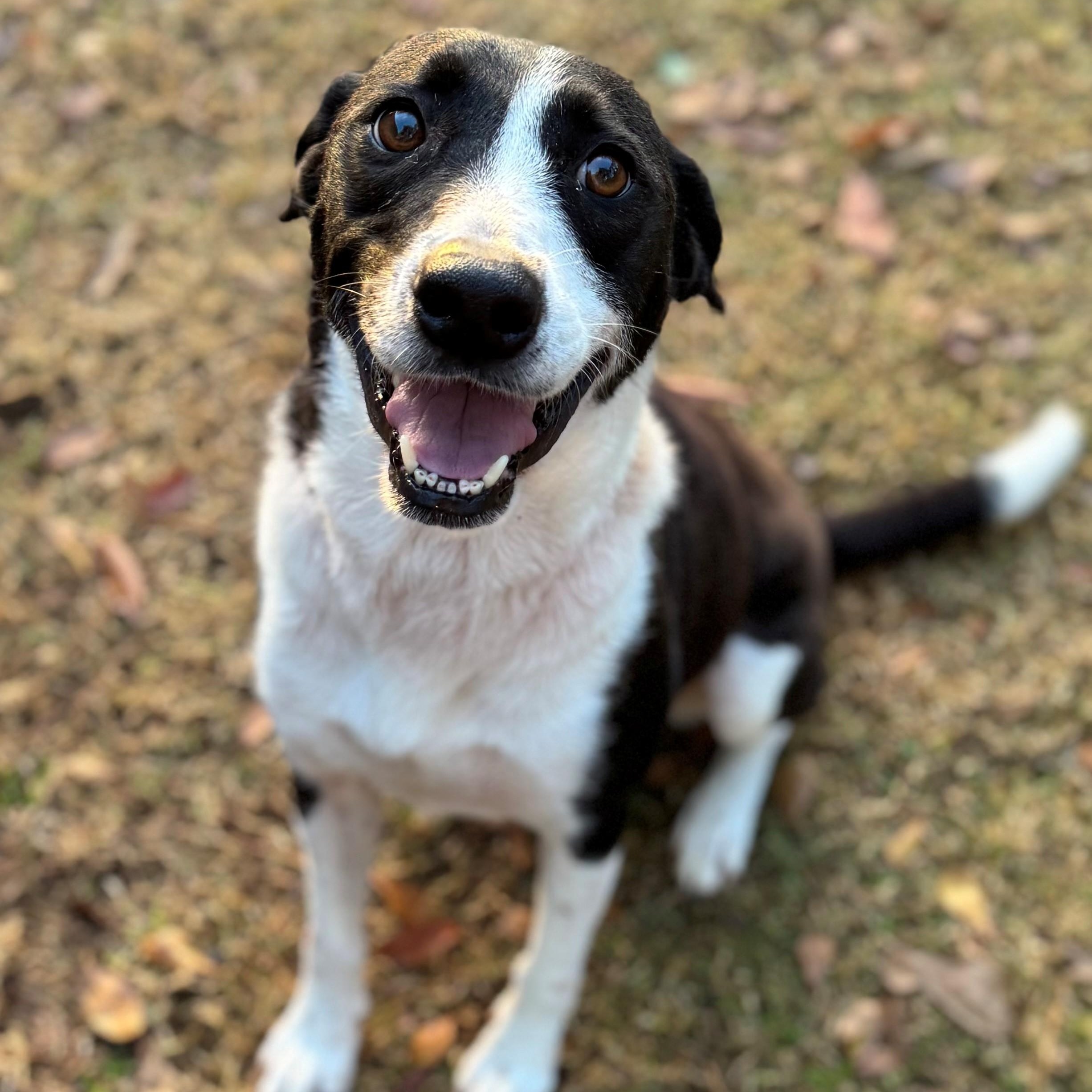 Cranapple, ADOPTABLE, Adult Female Hound.