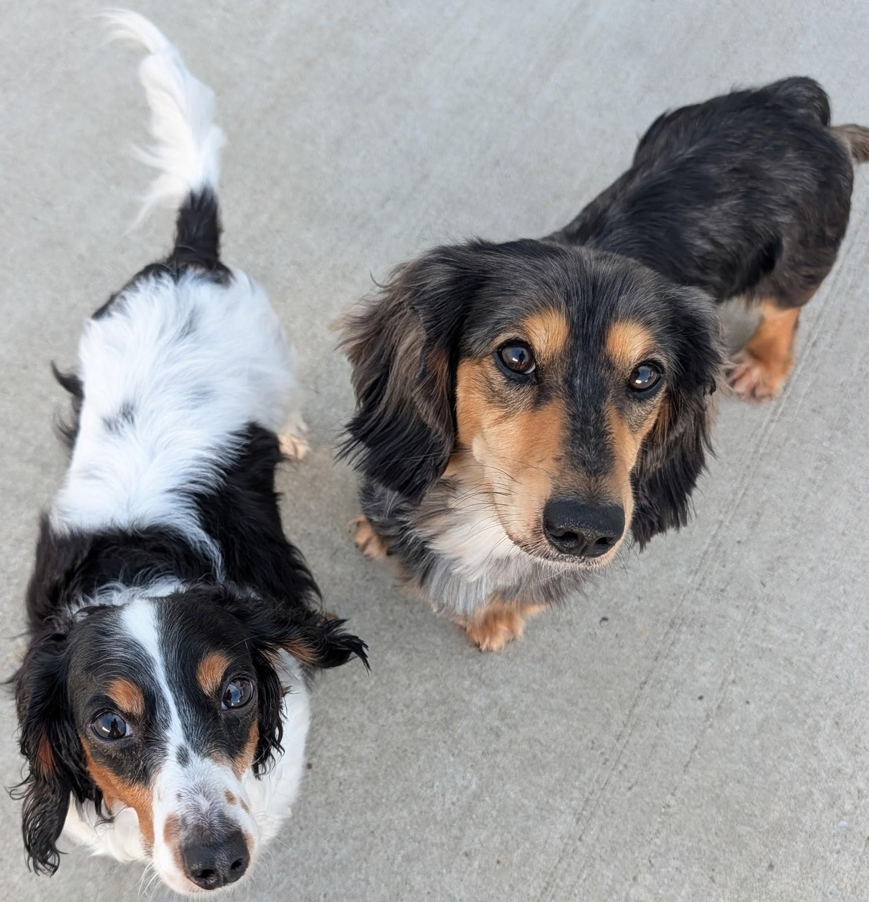 Enlarge Frank-e and Chimmey in SC, a ADOPTABLE Dachshund (Long Haired) in Johns Island, SC image 2/5
