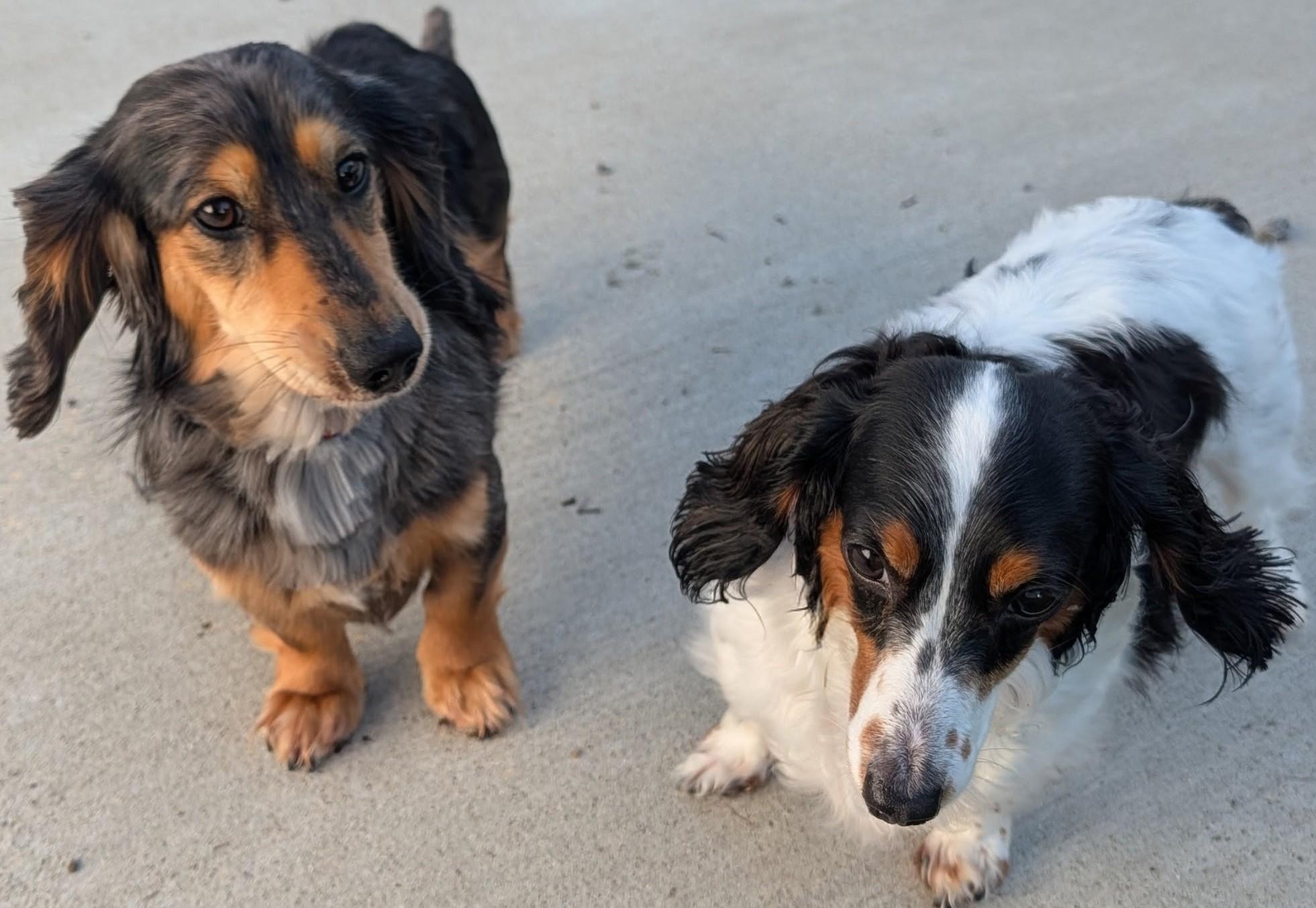 Enlarge Frank-e and Chimmey in SC, a ADOPTABLE Dachshund (Long Haired) in Johns Island, SC image 5/5