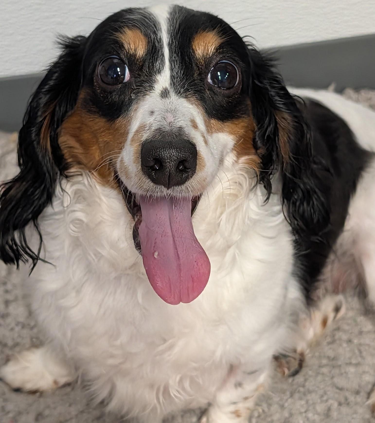 Enlarge Frank-e and Chimmey in SC, a ADOPTABLE Dachshund (Long Haired) in Johns Island, SC image 3/5