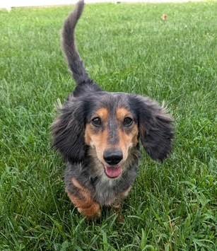 Enlarge Frank-e and Chimmey in SC, a ADOPTABLE Dachshund (Long Haired) in Johns Island, SC image 4/5