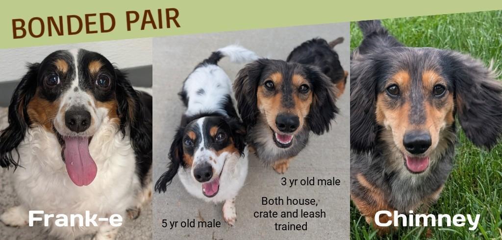 Enlarge Frank-e and Chimmey in SC, a ADOPTABLE Dachshund (Long Haired) in Johns Island, SC image 1/5