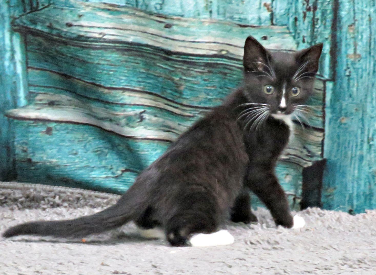 Jackson, an adopted mixed breed in Lexington, VA image 3/3