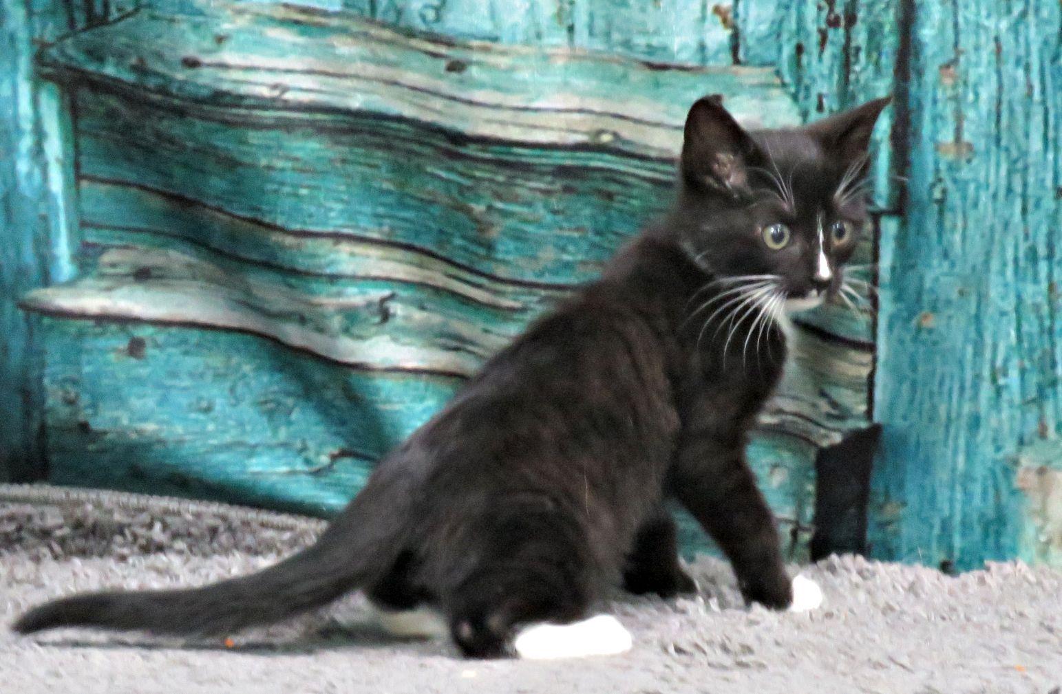 Jackson, an adopted mixed breed in Lexington, VA image 2/3