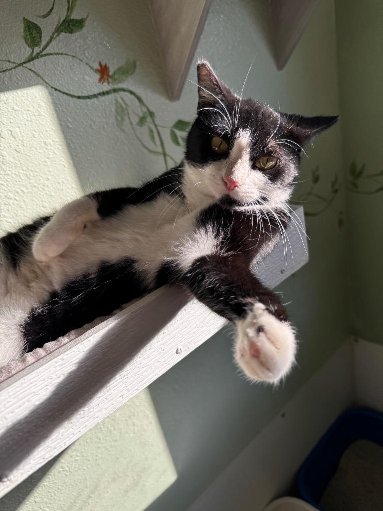 Hattie, a Adoptable mixed breed in Hot Springs, AR image 1/2