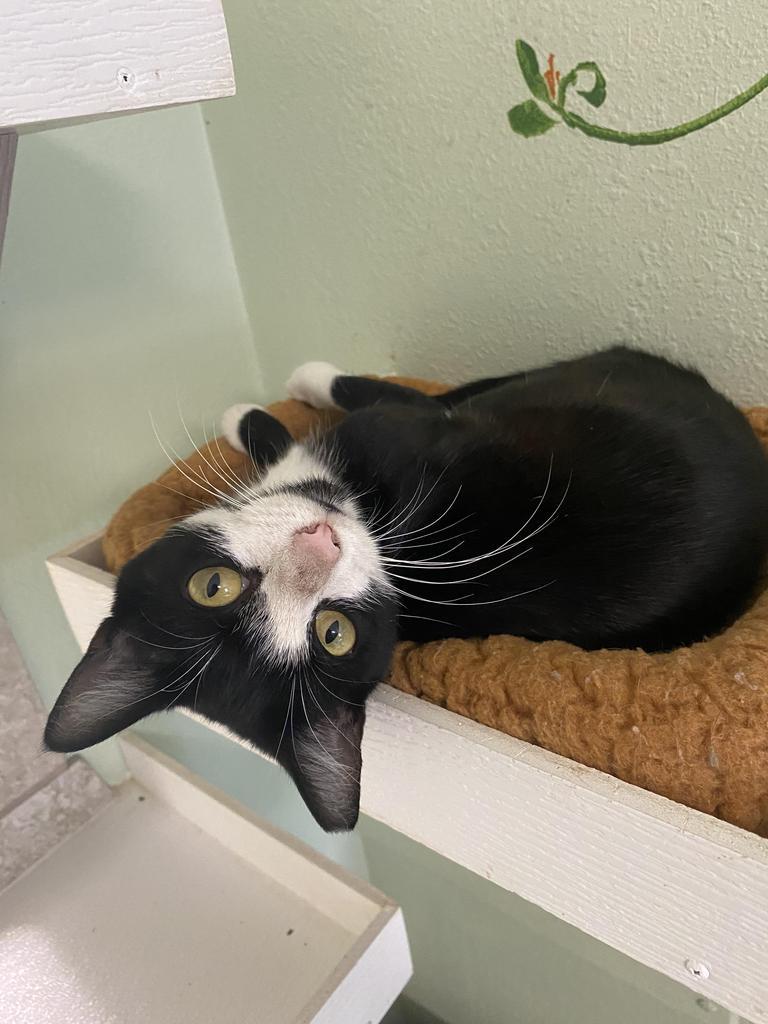 Hattie, Adoptable, Young Female Domestic Short Hair.