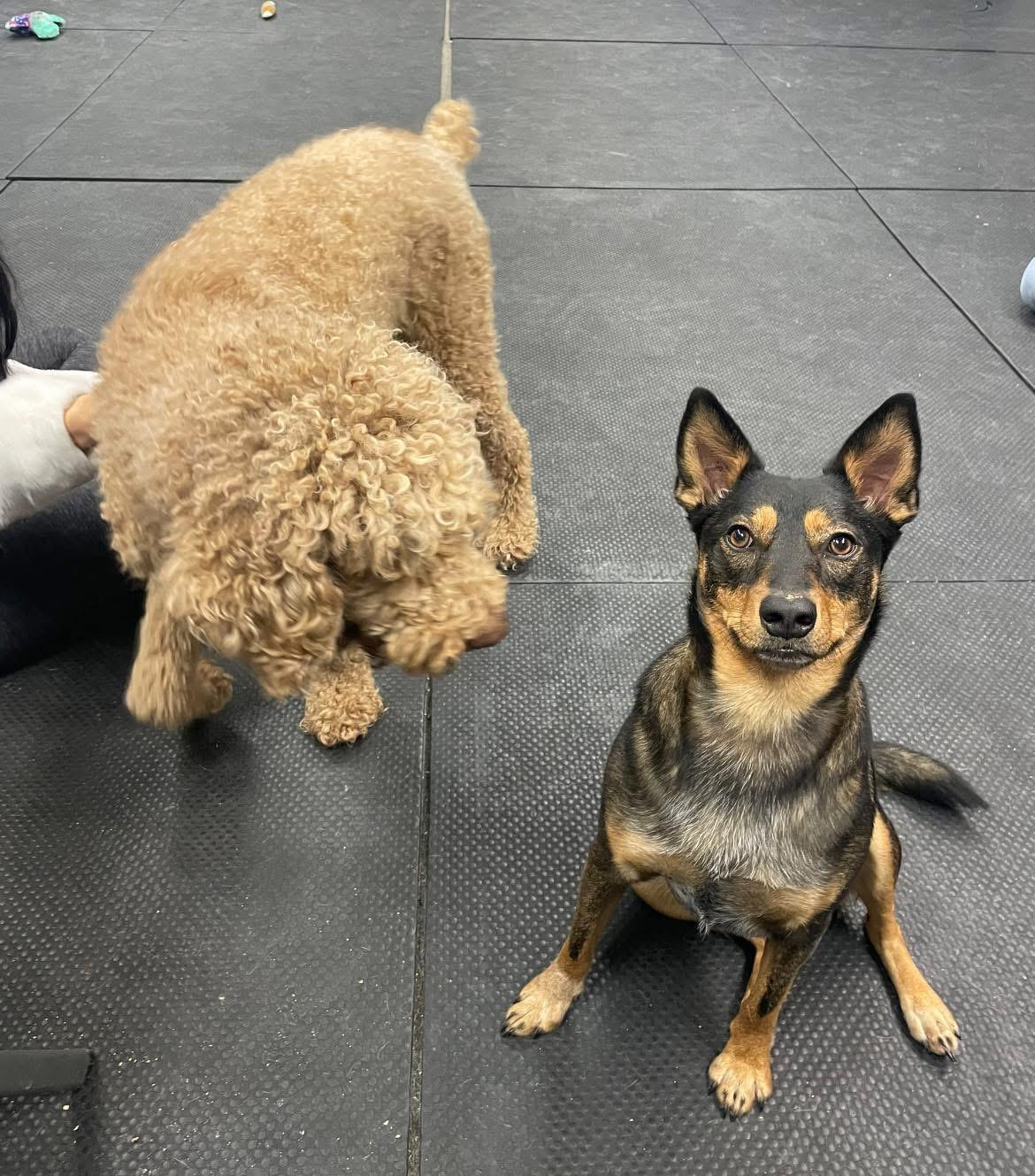 Toast, Adoptable, Young Female Australian Cattle Dog / Blue Heeler.