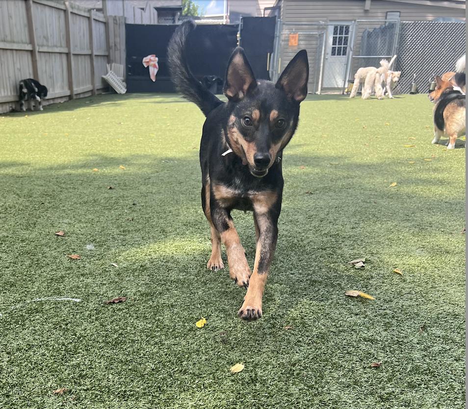 Enlarge Toast, a Adoptable mixed breed in Vernon Hills, IL image 1/3