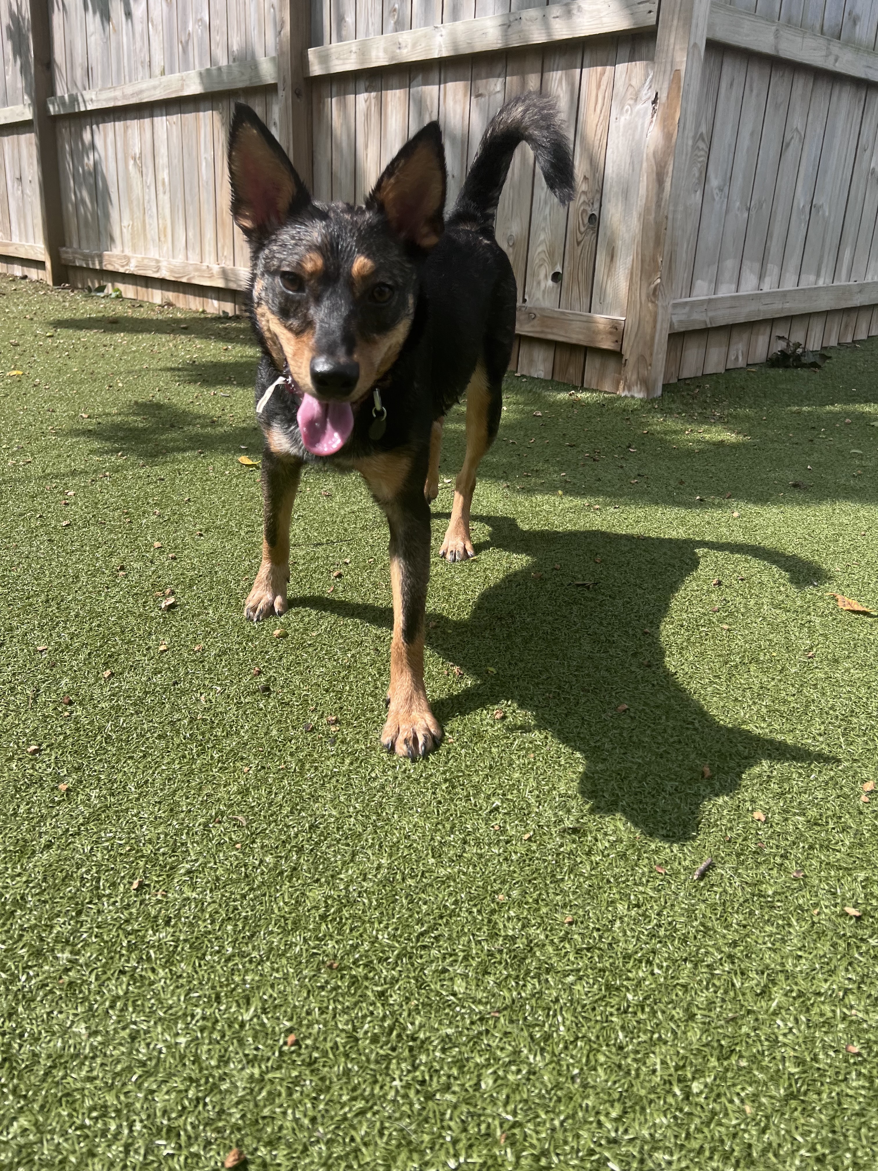 Enlarge Toast, a Adoptable mixed breed in Vernon Hills, IL image 2/3