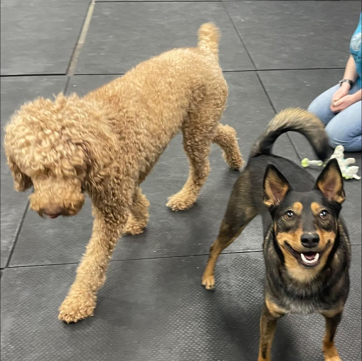 Enlarge Toast, a Adoptable mixed breed in Vernon Hills, IL image 5/5