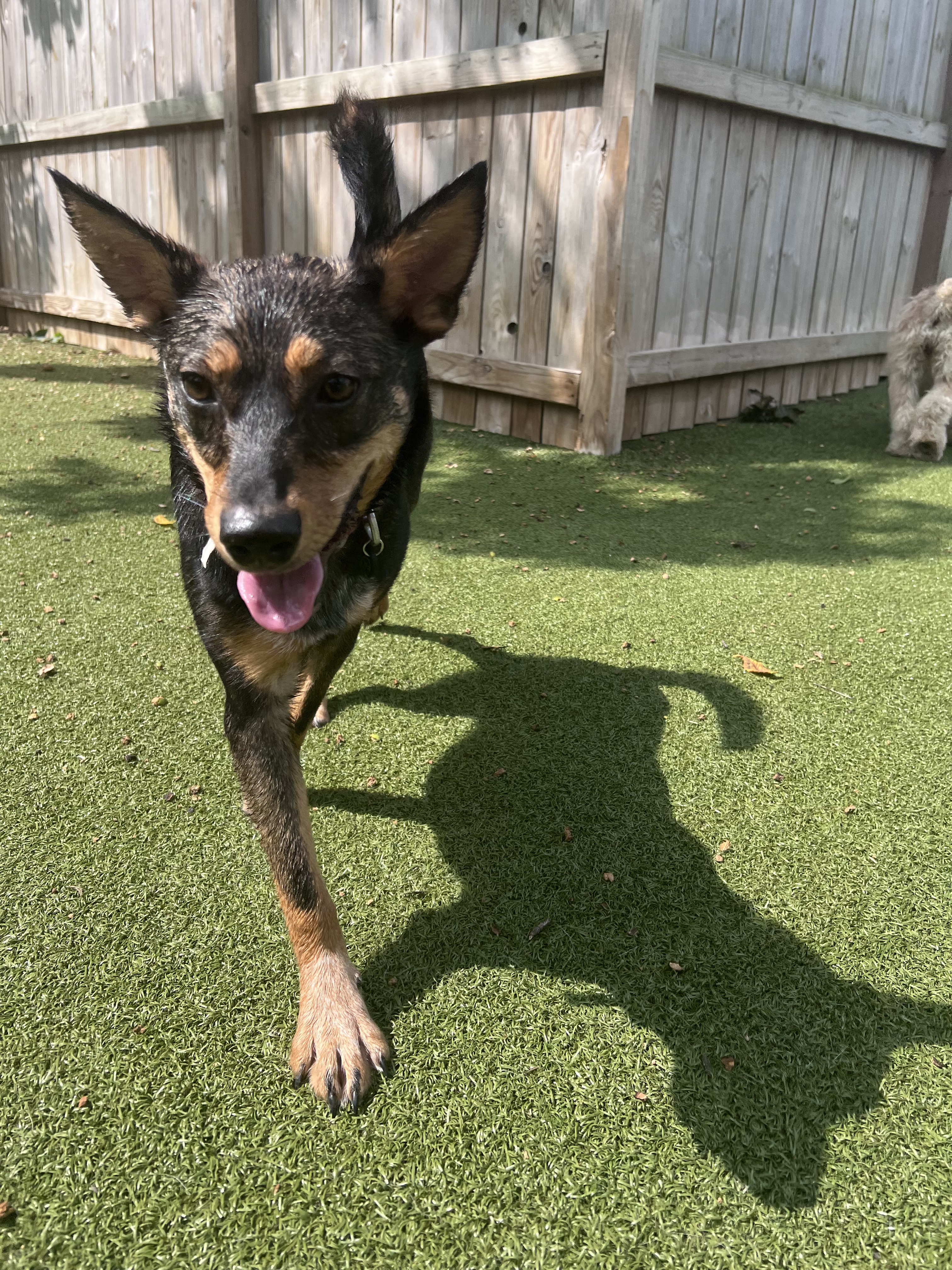 Enlarge Toast, a Adoptable mixed breed in Vernon Hills, IL image 3/3