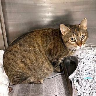 Enlarge Mama Kitty, a Adoptable Domestic Short Hair in Waldorf, MD image 1/6