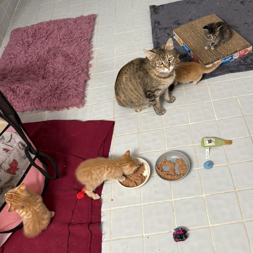 Enlarge Mama Kitty, a Adoptable Domestic Short Hair in Waldorf, MD image 2/6