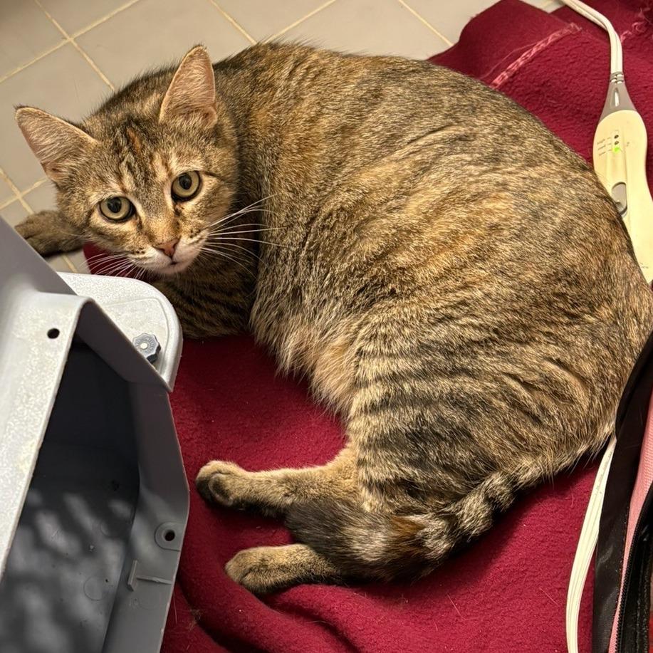 Enlarge Mama Kitty, a Adoptable Domestic Short Hair in Waldorf, MD image 4/6