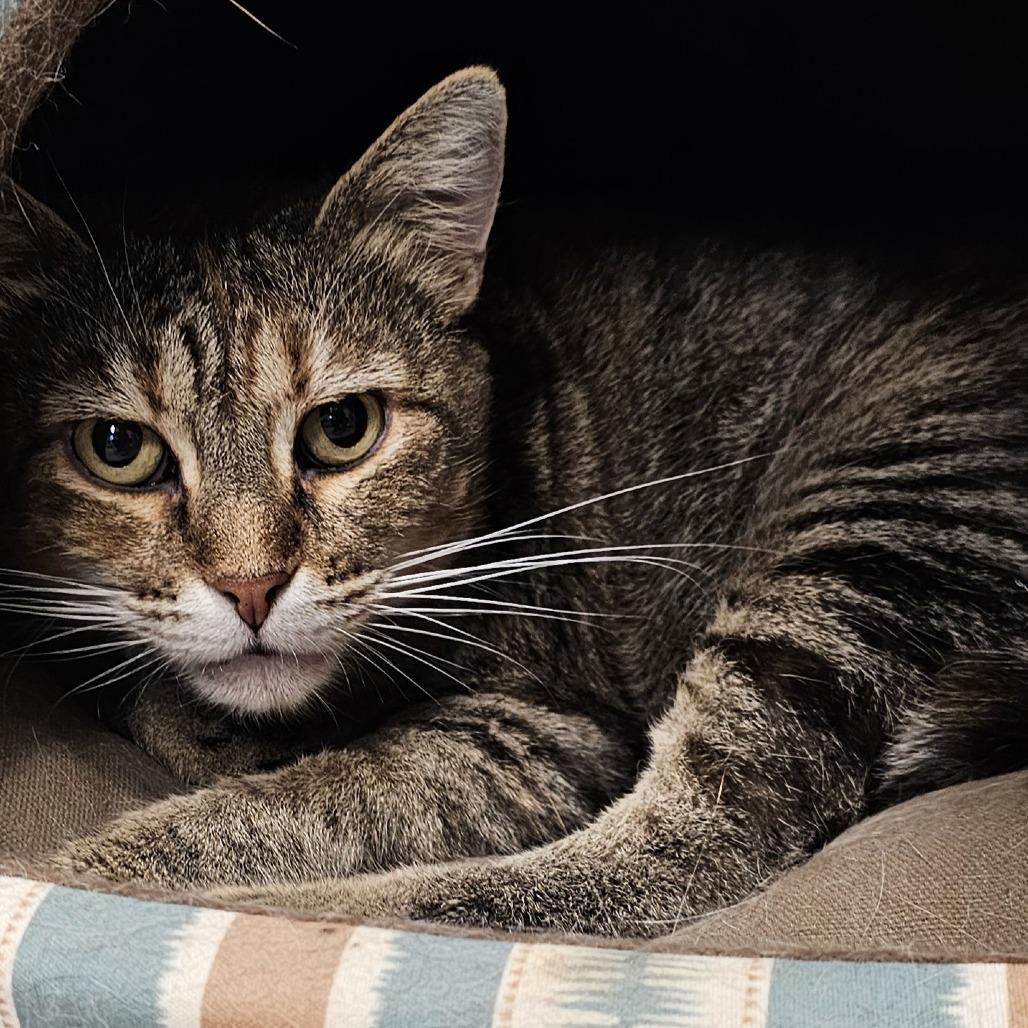 Enlarge Mama Kitty, a Adoptable Domestic Short Hair in Waldorf, MD image 5/6