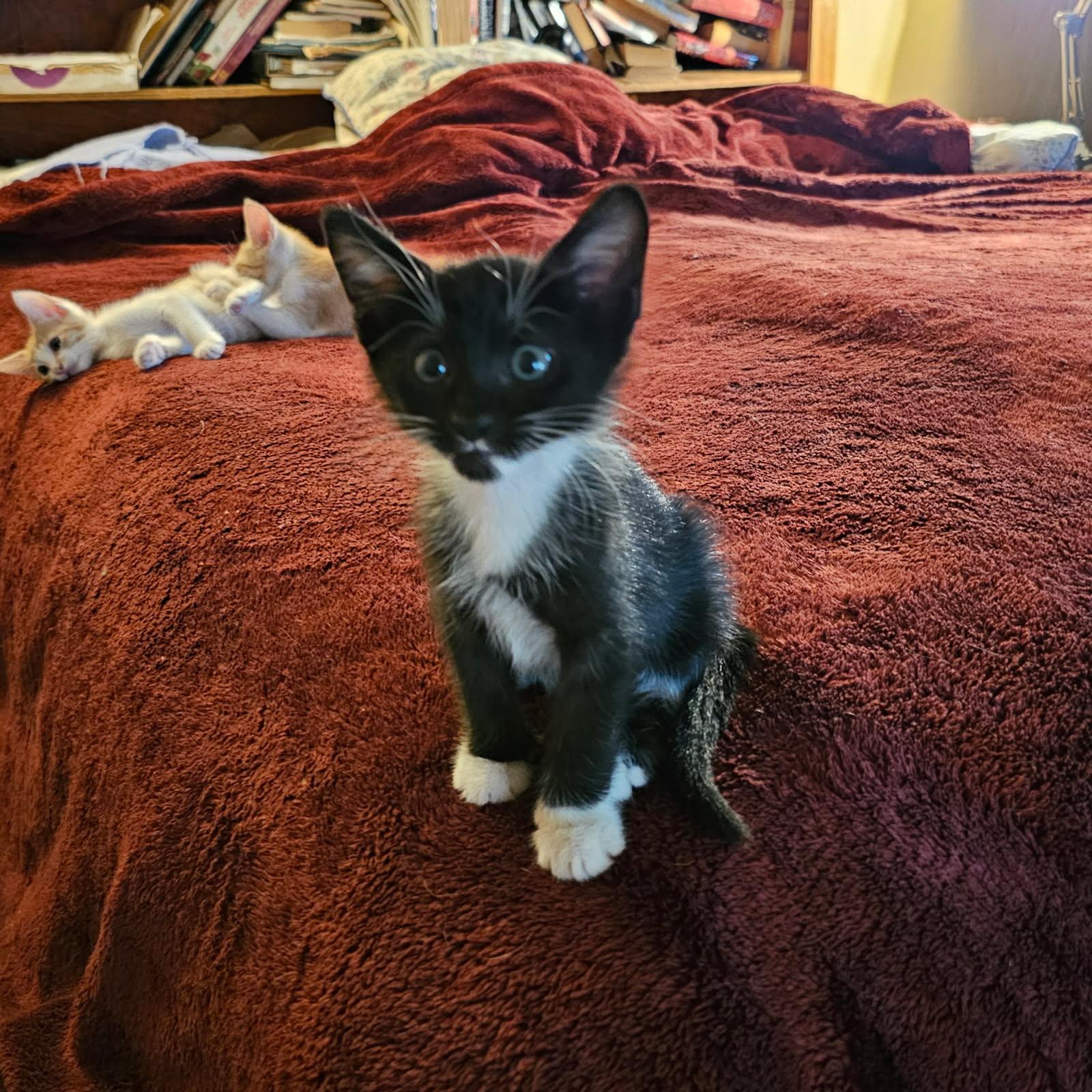 Sylvester is so very loving yet very playful He loves to purr sometimes greeting you with a purr 