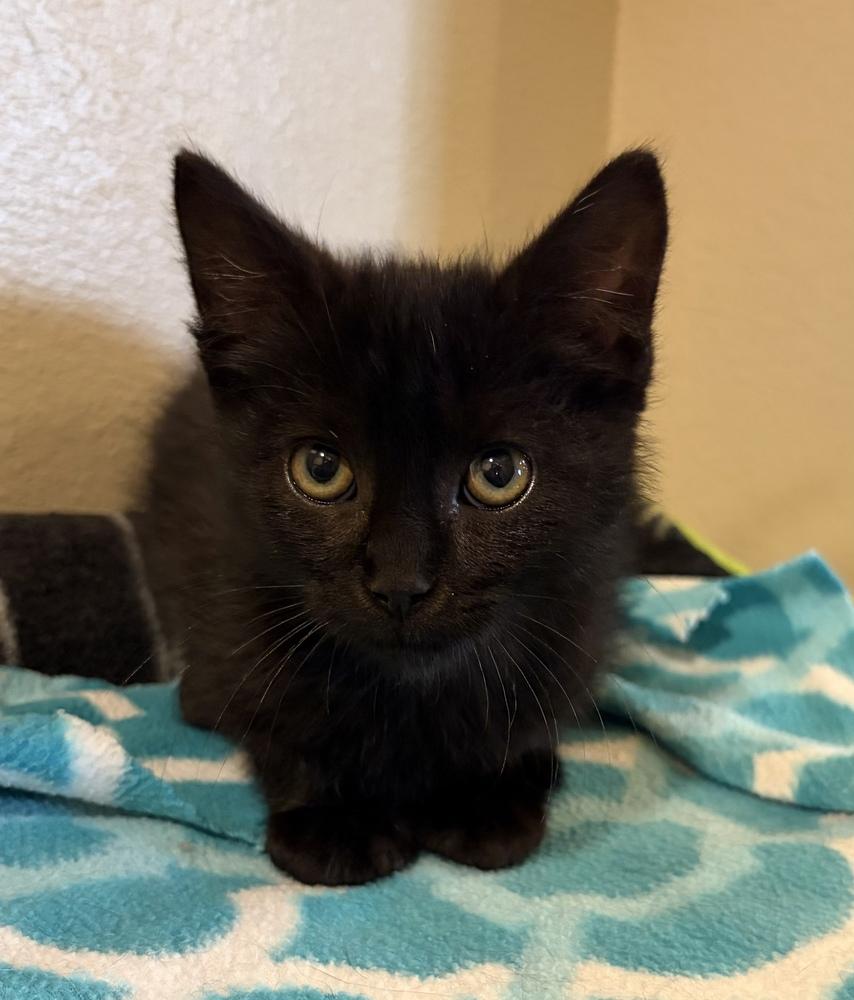 Melvin, Adoptable, Kitten Male Domestic Short Hair.