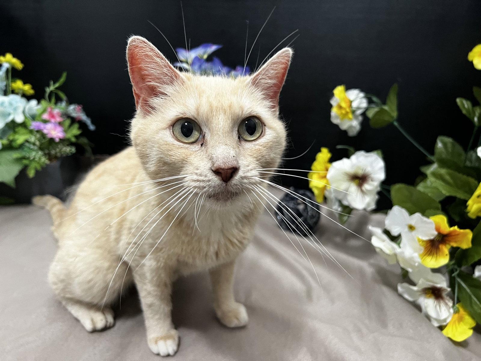 Bama, a Adoptable Domestic Short Hair in Fayetteville, GA image 1/3